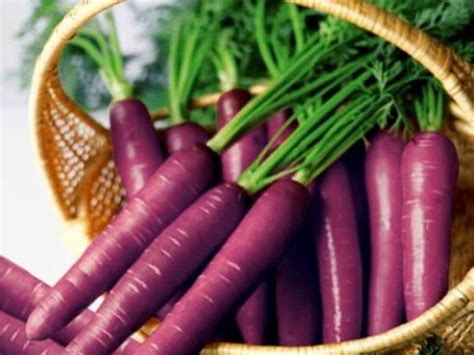 Zanahorias moradas en un cesto