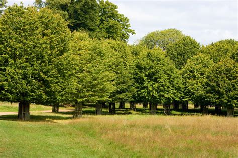 Campo de árboles piñoneros en España