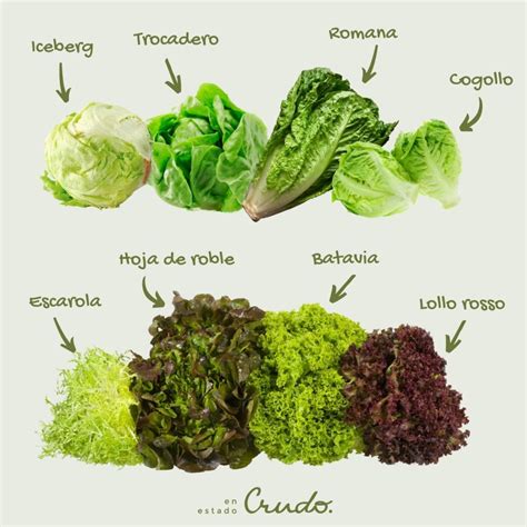 Tipos de escarola
