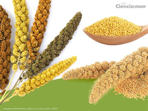 Tipos de mijo más cultivados en el mundo