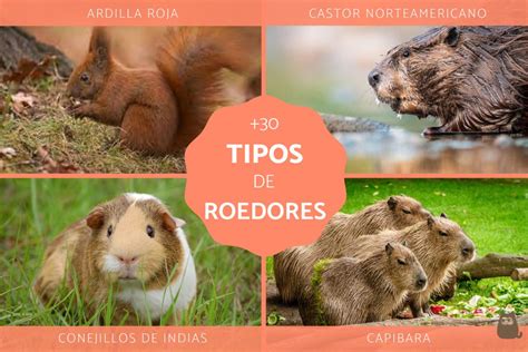 Variedad de roedores y sus dietas