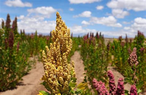 Campo de cultivo de quinoa en los Andes