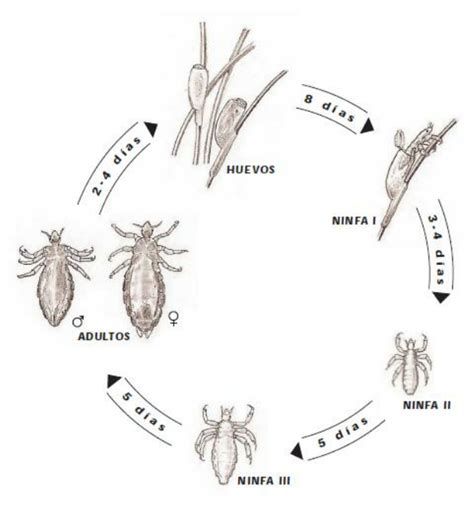 Ciclo de vida del piojo de la cabeza