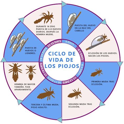 Diagrama del ciclo de vida del piojo de la cabeza