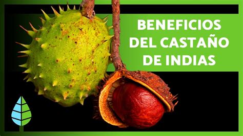Componentes químicos del Castaño de Indias