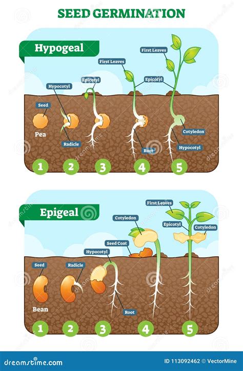 Esquema de las etapas de germinación de una semilla de pimiento