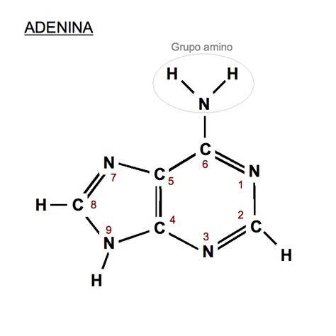 Estructura molecular de la avenina