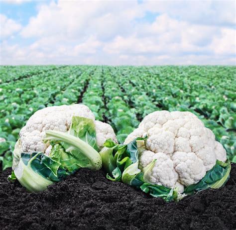 Campo de coliflores