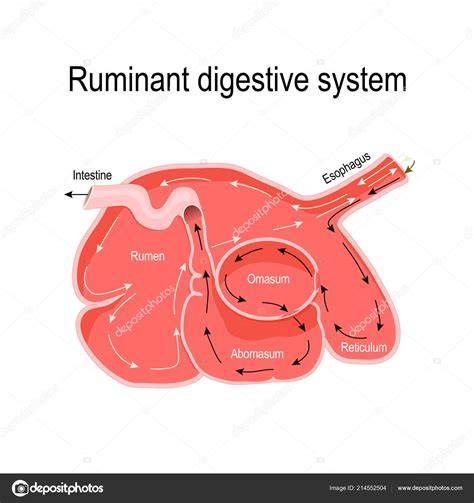 Diagrama del sistema digestivo de un rumiante