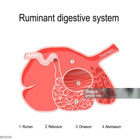 Ilustración de los cuatro compartimentos del estómago de un rumiante