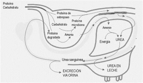 Metabolismo de las proteínas de sobrepaso en el rumiante