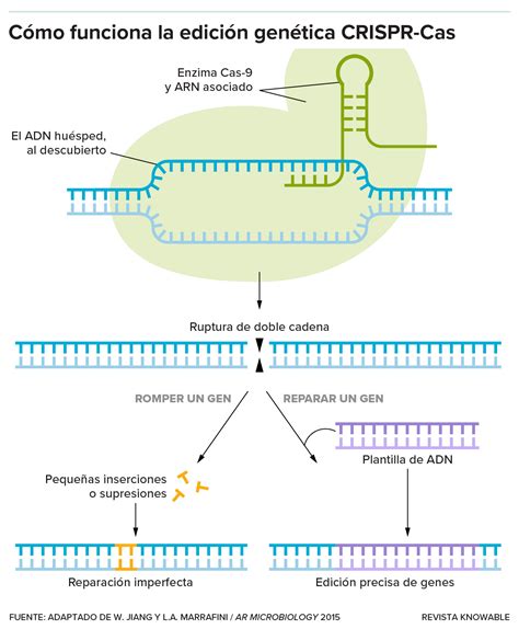 Diagrama de la técnica CRISPR en la edición genética del tomate