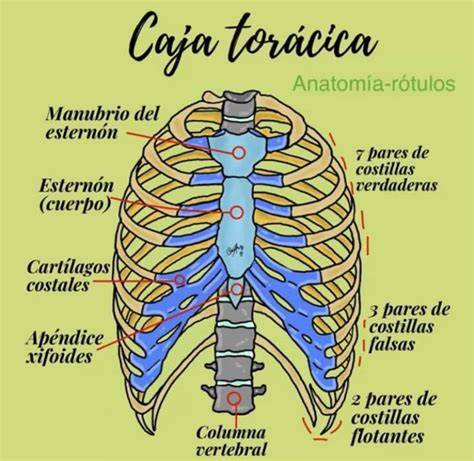 Diagrama de la caja torácica y órganos relacionados