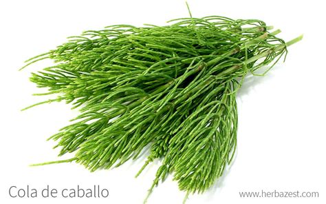 Alcachofa y cola de caballo
