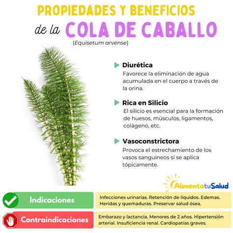 Beneficios de la cola de caballo