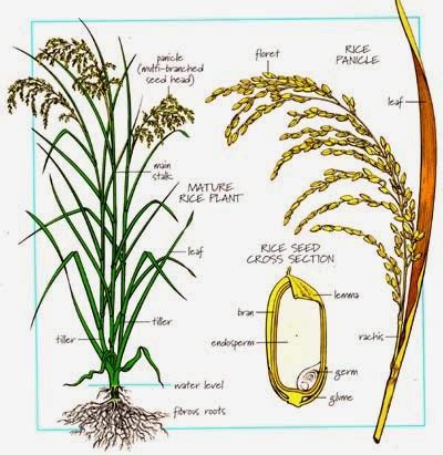 Planta de arroz y sus partes