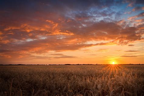 Campo de espelta al atardecer