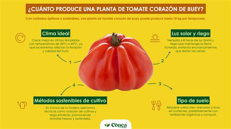 Comparativa visual entre tomate Huevo de Toro y Corazón de Buey