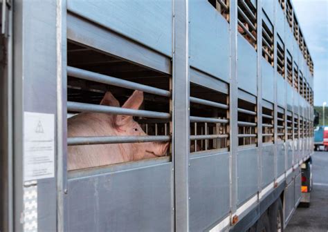 Activista de AWF grabando condiciones de transporte de animales