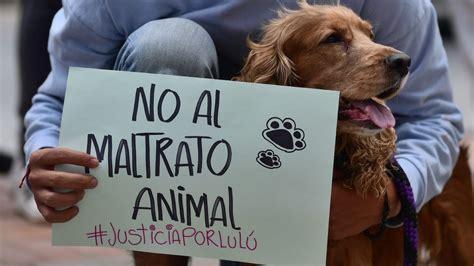 Activista protestando contra el maltrato animal en sacrificios religiosos