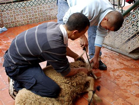 Sacrificio tradicional de un cordero en el Aid el Adha