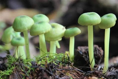 Diversidad de formas y colores de frutos de berenjena