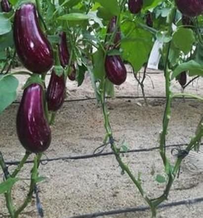 Cultivo de berenjena entutorado en sistema holandés