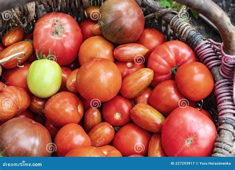 Tomates maduros frescos en una cesta