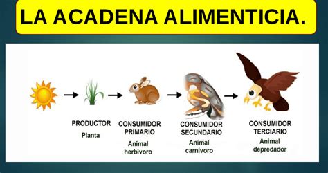 Esquema de la cadena alimentaria de la astaxantina