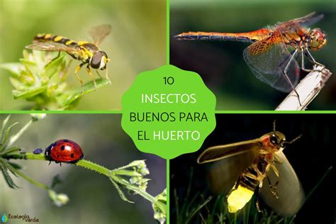 Insectos beneficiosos en un cultivo