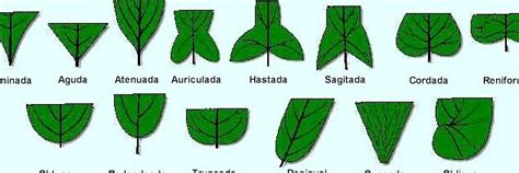Diferentes tipos de remolacha y sus hojas