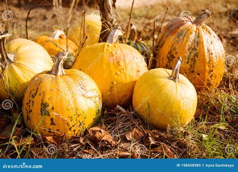 Calabazas frescas