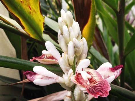 Planta de Alpinia galanga