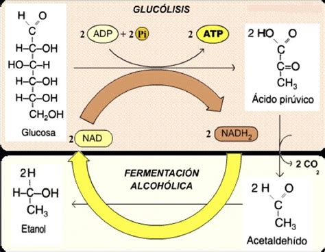 Esquema de la reacción de fermentación alcohólica