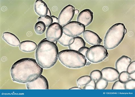 Microfotografía de levaduras Saccharomyces cerevisiae