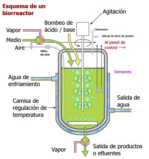 Esquema de un biorreactor industrial para fermentación