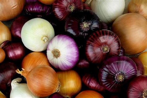 Variedades de cebolla y sus usos culinarios