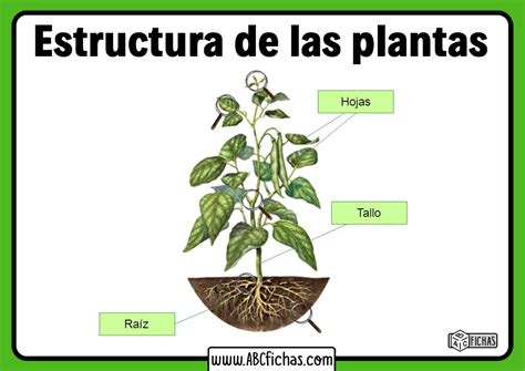 Estructura de la planta de berenjena
