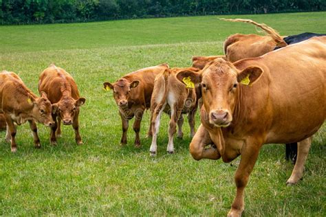Un grupo de terneros en un prado