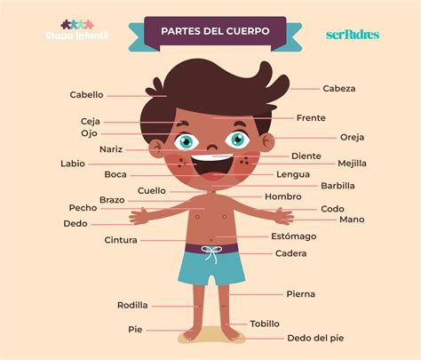 Esquema de las partes del cuerpo de un cerdo