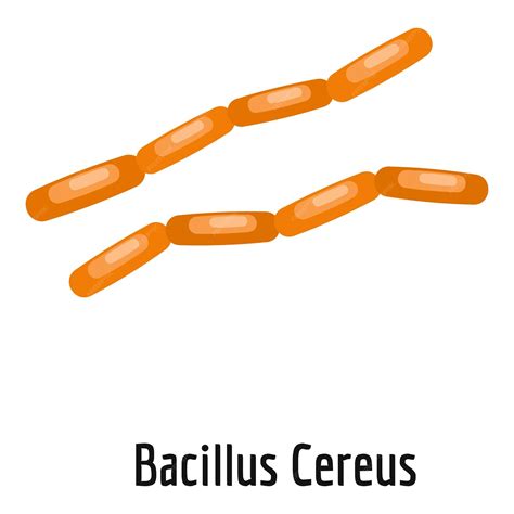 Ilustración de bacteria Bacillus cereus