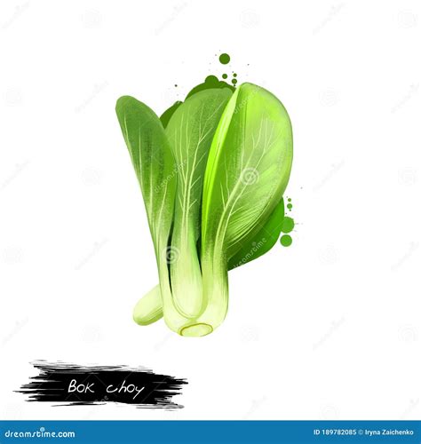 Ilustración botánica del pak choi mostrando hojas y tallos