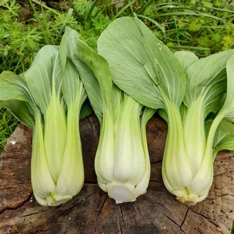 Comparativa visual de diferentes variedades de pak choi (tradicional, baby, shanghai, morado)