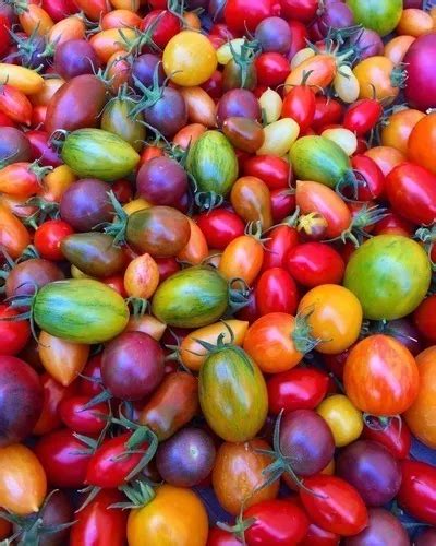 Campo de tomates cherry de varios colores