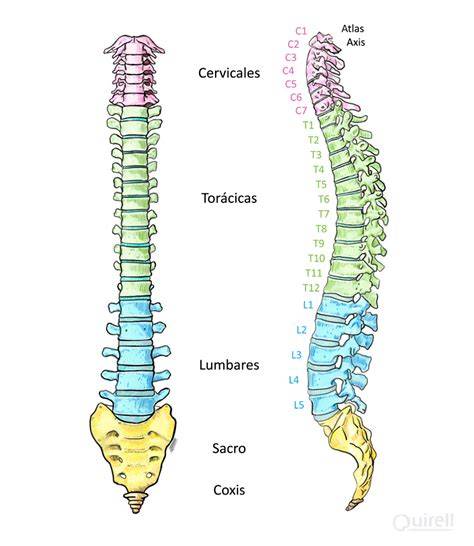 Esquema de la columna vertebral y sus diferentes secciones