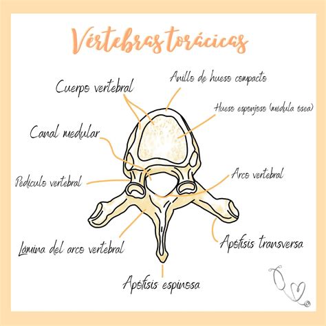Dibujo anatómico de una vértebra torácica con sus partes