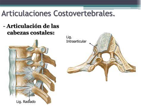 Diagrama de la articulación costovertebral