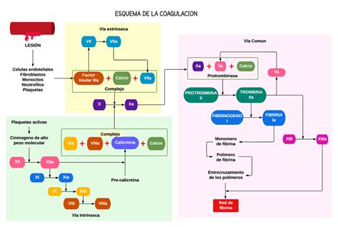 Esquema de la coagulación de la leche