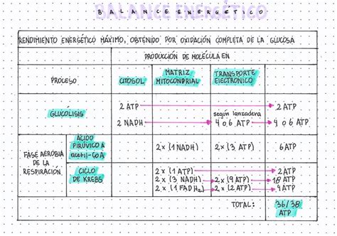 Comparación de rendimiento energético entre fermentación y respiración celular