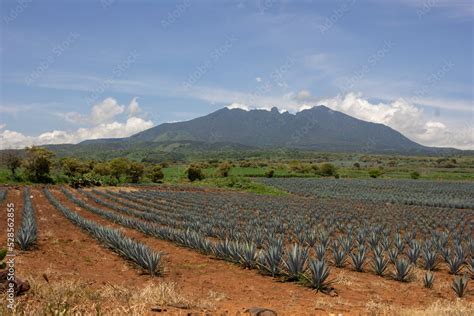 Campo de agaves en México